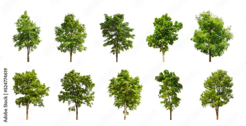 Poster collection tree cut out from original background and replace with white background for easy to selection