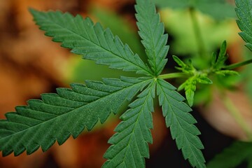 Photos of marijuana for medicinal purposes or others