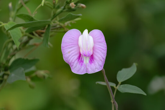 Butterfly pea flower on the blurred background. Centrosema pubescens. 
