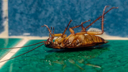 Dead cockroaches on the tiled floor