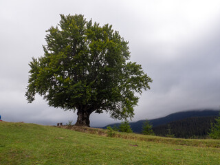 Beautiful nature of the Carpathian mountains and hill in summer cloudy day. Big tree and road in the mountains. Landscape with hills and forest. Ukraine.