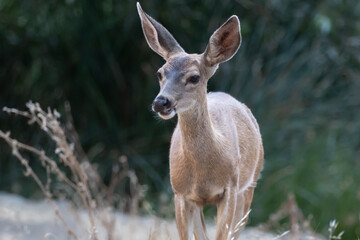 A female mule deer out in Album Rock Park