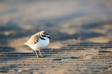 シロチドリ雄 (Kentish plover)