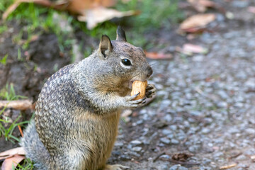Naklejka na ściany i meble A squirrel eating a snack