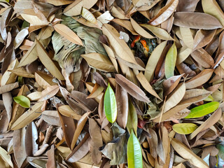 piles of fallen leaves from trees collected in one place