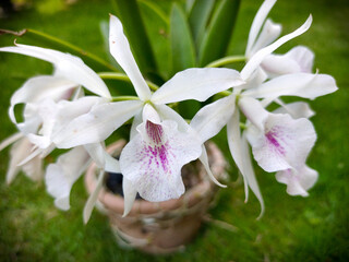purple white orchid flowers live in potted plants in the garden with blur