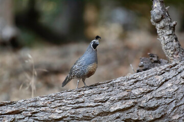 A Male Quail standing on a log somewhere in California