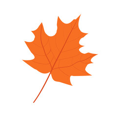 Fototapeta premium Autumn pine cones and maple leaves