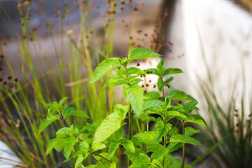 Mint plant growing in garden