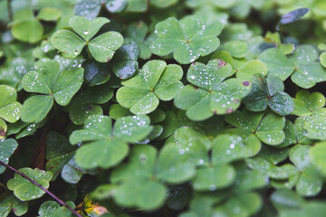 Dew on clovers in fall or spring
