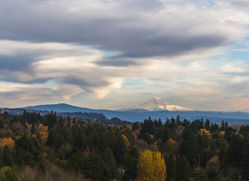 Mt. Hood over Fall treescape