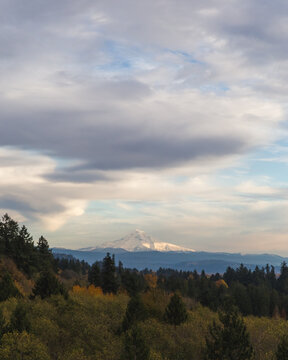 Snowy Mt. Hood with cloudy sky and Autumn colored forest
