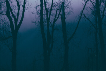 Leafless trees in dark foggy forest