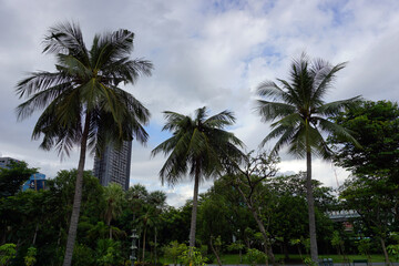 Fototapeta na wymiar coconut tree in garden from thailand 