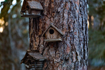 Small wooden bird houses on a tree in the wilderness