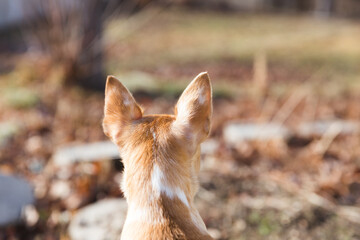 Dog staring out at backyard