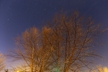 Star filled sky over leafless tree