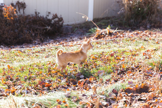 Chihuahua in grass with lots of fallen leaves