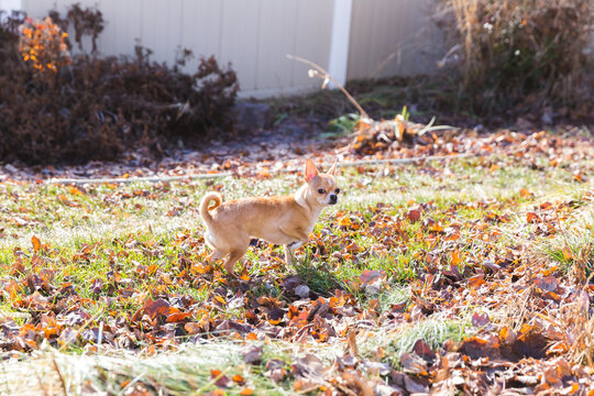 Chihuahua in grass yard with fallen leaves