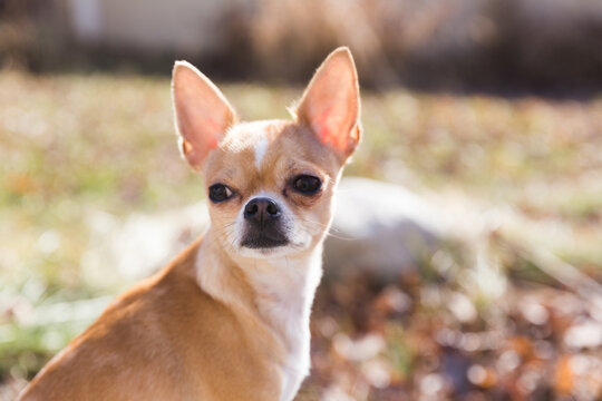 Chihuahua sits outdoors in sunshine