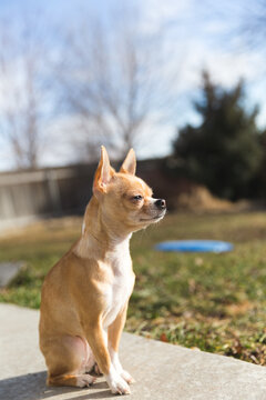 Dog sits on cement of back yard