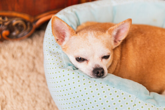 Old chihuahua rests in dog bed