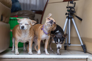 Traveling chiuahuas in RV