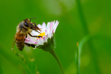 Macro of bee on a daisy