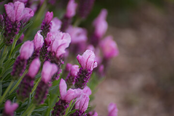 Purple lavender flowers in bloom