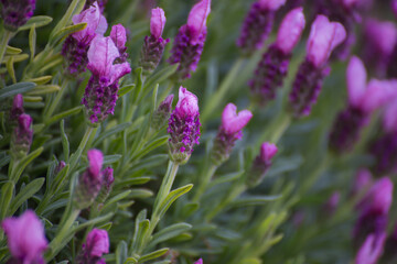 Obraz premium Vibrant purple lavender flowers