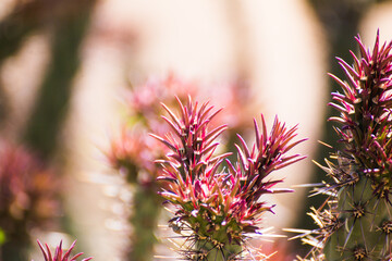 Pink cactus flower