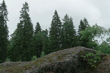 pine forest in winter