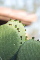 Cactus with new growth