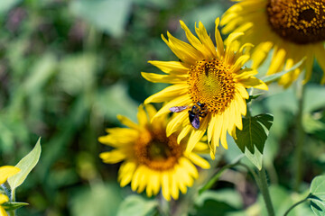 ひまわりと蜂