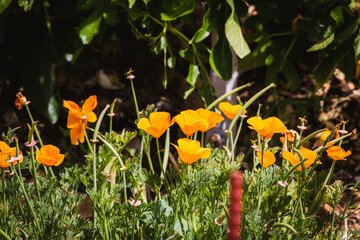 Blooming California Poppies