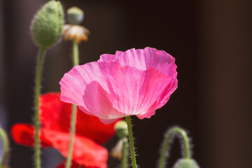 Pink and red poppies in bloom