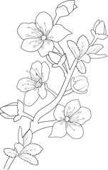 Cherry blossom flowers and branch vector illustration. hand Drawing vector illustation for the coloring book or page Black and white engraved ink art, for kids or adults.
