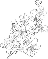 Cherry blossom flowers and branch vector illustration. hand Drawing vector illustation for the coloring book or page Black and white engraved ink art, for kids or adults.
