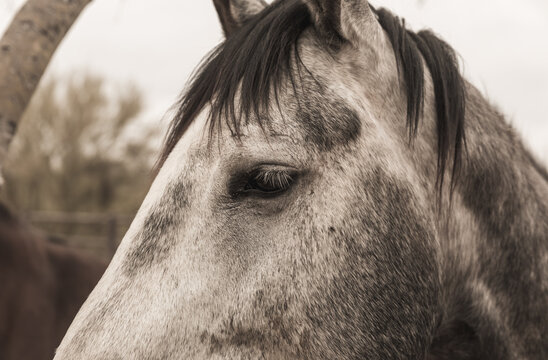 Eye of gray and white horse