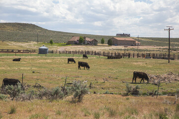 Cattle grazing on farm in high desert