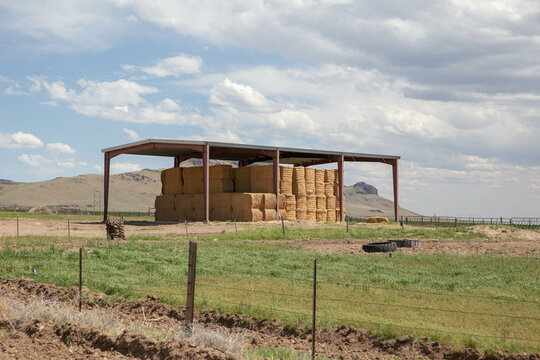 Hay bales stacked in covered structure on farm