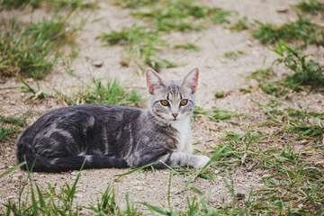 Naklejka na ściany i meble Gray and white tabby lays in dirt with grass patches