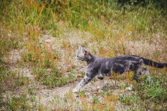 Gray kitten or cat waling through grassy field