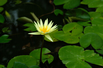 水辺で咲く熱帯睡蓮　エルドラドの白色の花