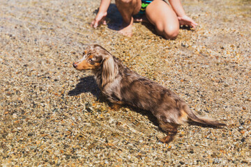 Dachsund swimming in water