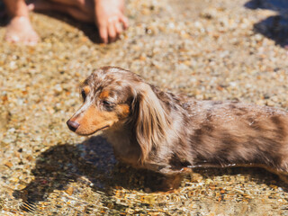 Dachshund in stream of water