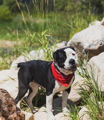 Black and white dog on rocks