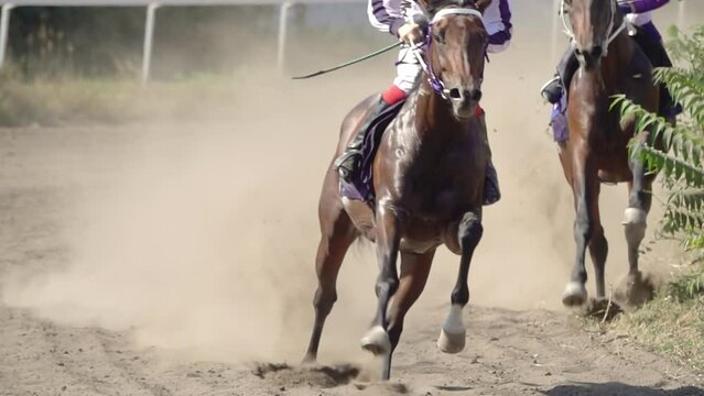 Race of Racehorses at the Hippodrome. Slow Motion
