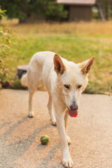 White shepard playing fetch