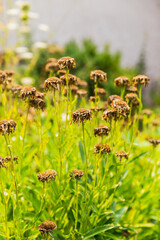 Dried flower heads on green plants